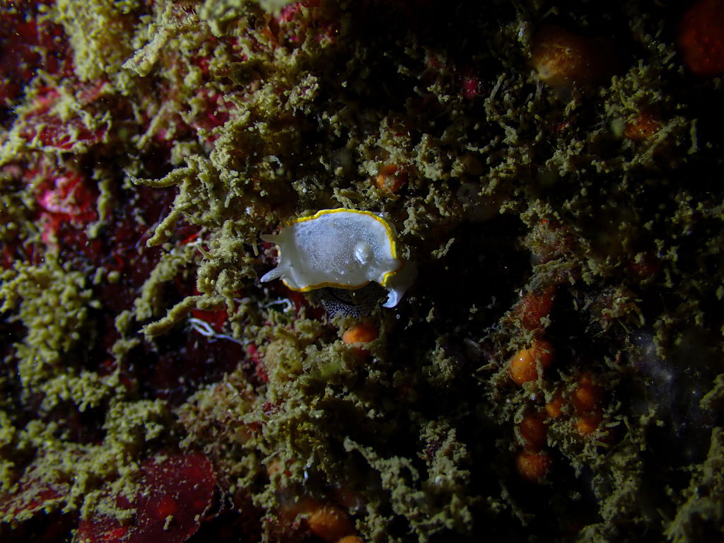 OrcaTorch U/W Photography D710V MK2 torcia subacquea kit singolo