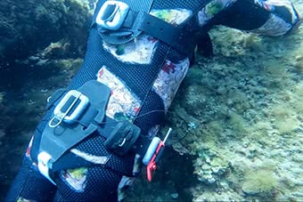 C4 Belts and Weights Protezione Lombare protezione schiena nylon