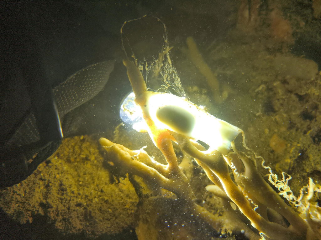 OrcaTorch Recreational Diving D710 torcia subacquea 3000 lumen nera 1 batteria